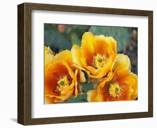 Prickly Pear Cactus Blossoms-James Randklev-Framed Photographic Print