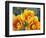 Prickly Pear Cactus Blossoms-James Randklev-Framed Photographic Print