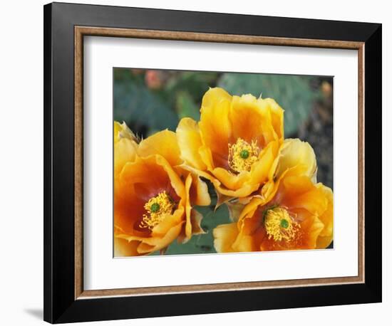 Prickly Pear Cactus Blossoms-James Randklev-Framed Photographic Print