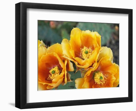 Prickly Pear Cactus Blossoms-James Randklev-Framed Photographic Print