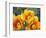 Prickly Pear Cactus Blossoms-James Randklev-Framed Photographic Print