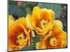 Prickly Pear Cactus Blossoms-James Randklev-Mounted Photographic Print