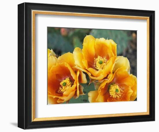 Prickly Pear Cactus Blossoms-James Randklev-Framed Photographic Print