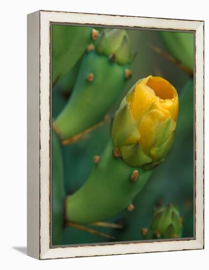 Prickly Pear Cactus Buds, Jekyll Island, Georgia, USA-Joanne Wells-Framed Premier Image Canvas