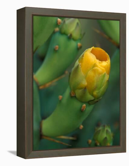 Prickly Pear Cactus Buds, Jekyll Island, Georgia, USA-Joanne Wells-Framed Premier Image Canvas