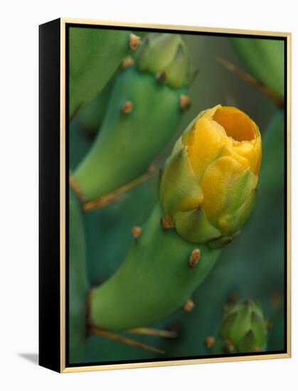 Prickly Pear Cactus Buds, Jekyll Island, Georgia, USA-Joanne Wells-Framed Premier Image Canvas