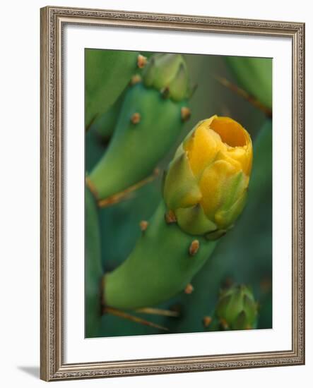 Prickly Pear Cactus Buds, Jekyll Island, Georgia, USA-Joanne Wells-Framed Photographic Print