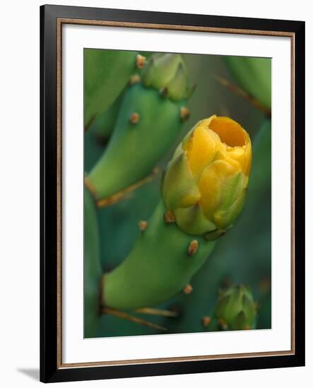 Prickly Pear Cactus Buds, Jekyll Island, Georgia, USA-Joanne Wells-Framed Photographic Print