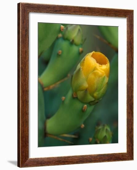 Prickly Pear Cactus Buds, Jekyll Island, Georgia, USA-Joanne Wells-Framed Photographic Print