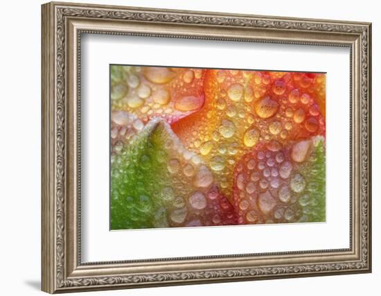 Prickly pear cactus flower covered in water droplets, Texas-Karine Aigner-Framed Photographic Print