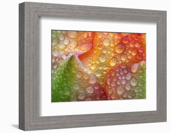 Prickly pear cactus flower covered in water droplets, Texas-Karine Aigner-Framed Photographic Print