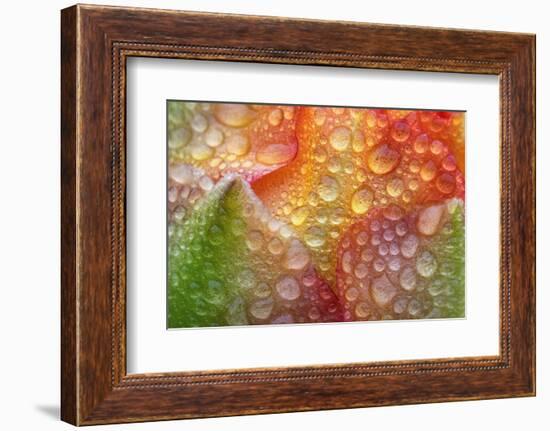 Prickly pear cactus flower covered in water droplets, Texas-Karine Aigner-Framed Photographic Print