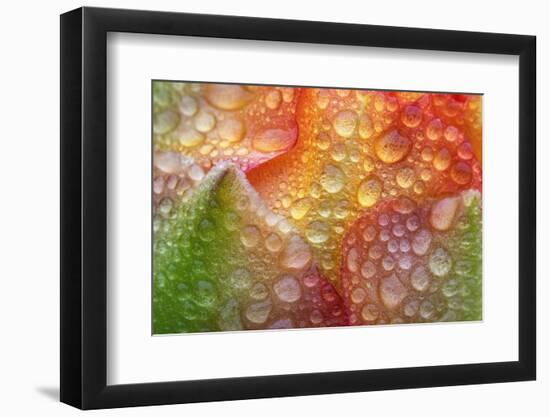 Prickly pear cactus flower covered in water droplets, Texas-Karine Aigner-Framed Photographic Print