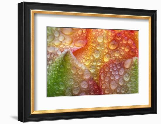 Prickly pear cactus flower covered in water droplets, Texas-Karine Aigner-Framed Photographic Print