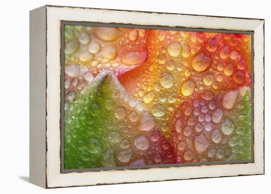 Prickly pear cactus flower covered in water droplets, Texas-Karine Aigner-Framed Premier Image Canvas