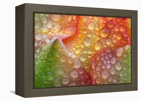 Prickly pear cactus flower covered in water droplets, Texas-Karine Aigner-Framed Premier Image Canvas