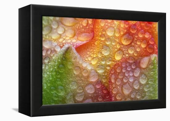 Prickly pear cactus flower covered in water droplets, Texas-Karine Aigner-Framed Premier Image Canvas