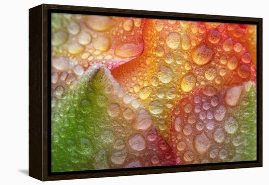 Prickly pear cactus flower covered in water droplets, Texas-Karine Aigner-Framed Premier Image Canvas