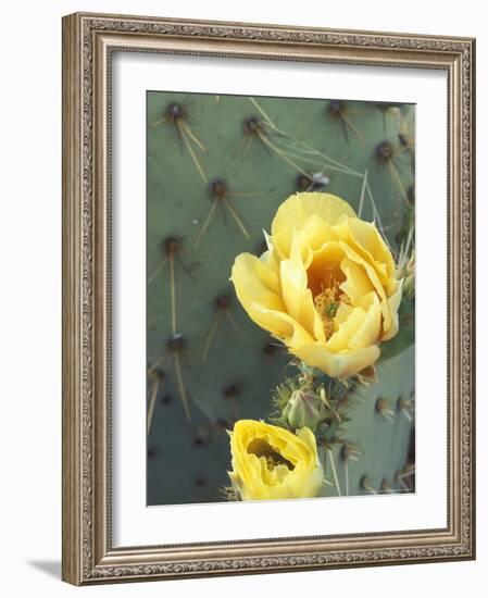 Prickly Pear Cactus Flower, Saguaro National Park, Arizona, USA-Jamie & Judy Wild-Framed Photographic Print