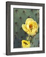 Prickly Pear Cactus Flower, Saguaro National Park, Arizona, USA-Jamie & Judy Wild-Framed Photographic Print