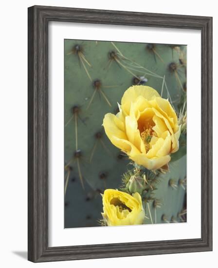 Prickly Pear Cactus Flower, Saguaro National Park, Arizona, USA-Jamie & Judy Wild-Framed Photographic Print