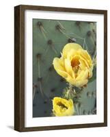 Prickly Pear Cactus Flower, Saguaro National Park, Arizona, USA-Jamie & Judy Wild-Framed Photographic Print