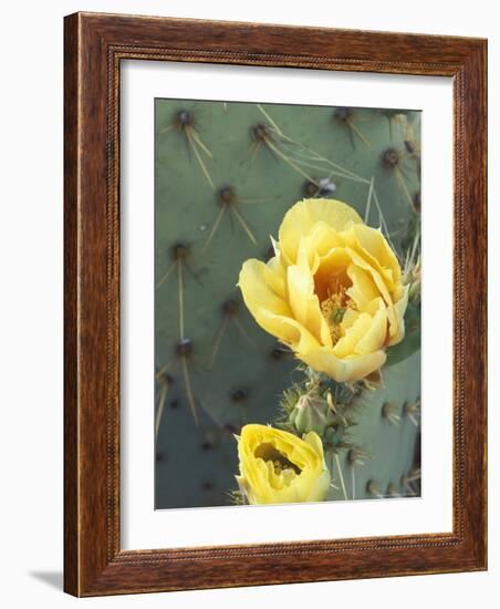 Prickly Pear Cactus Flower, Saguaro National Park, Arizona, USA-Jamie & Judy Wild-Framed Photographic Print