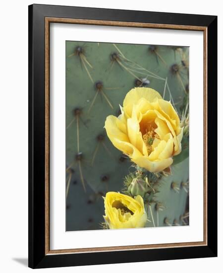 Prickly Pear Cactus Flower, Saguaro National Park, Arizona, USA-Jamie & Judy Wild-Framed Photographic Print