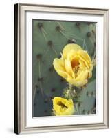 Prickly Pear Cactus Flower, Saguaro National Park, Arizona, USA-Jamie & Judy Wild-Framed Photographic Print