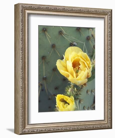 Prickly Pear Cactus Flower, Saguaro National Park, Arizona, USA-Jamie & Judy Wild-Framed Photographic Print