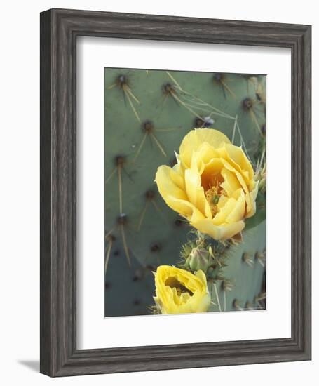 Prickly Pear Cactus Flower, Saguaro National Park, Arizona, USA-Jamie & Judy Wild-Framed Photographic Print