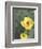 Prickly Pear Cactus Flower, Saguaro National Park, Arizona, USA-Jamie & Judy Wild-Framed Photographic Print