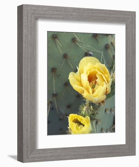 Prickly Pear Cactus Flower, Saguaro National Park, Arizona, USA-Jamie & Judy Wild-Framed Photographic Print