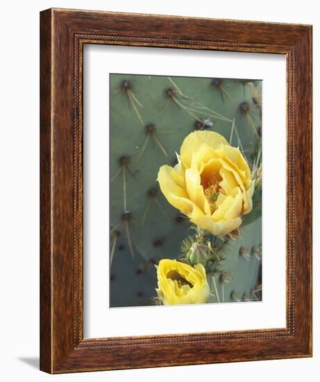 Prickly Pear Cactus Flower, Saguaro National Park, Arizona, USA-Jamie & Judy Wild-Framed Photographic Print