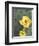 Prickly Pear Cactus Flower, Saguaro National Park, Arizona, USA-Jamie & Judy Wild-Framed Photographic Print