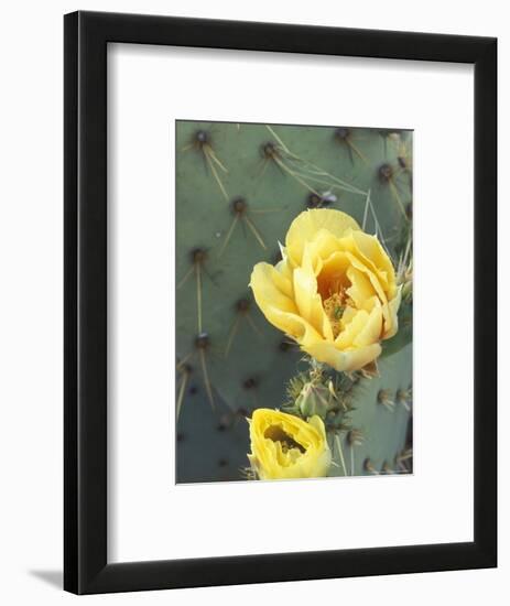 Prickly Pear Cactus Flower, Saguaro National Park, Arizona, USA-Jamie & Judy Wild-Framed Photographic Print