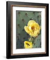 Prickly Pear Cactus Flower, Saguaro National Park, Arizona, USA-Jamie & Judy Wild-Framed Photographic Print
