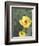 Prickly Pear Cactus Flower, Saguaro National Park, Arizona, USA-Jamie & Judy Wild-Framed Photographic Print