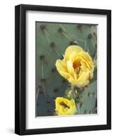 Prickly Pear Cactus Flower, Saguaro National Park, Arizona, USA-Jamie & Judy Wild-Framed Photographic Print