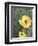 Prickly Pear Cactus Flower, Saguaro National Park, Arizona, USA-Jamie & Judy Wild-Framed Photographic Print