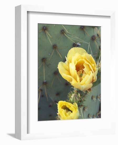 Prickly Pear Cactus Flower, Saguaro National Park, Arizona, USA-Jamie & Judy Wild-Framed Photographic Print