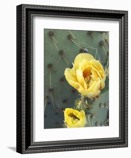 Prickly Pear Cactus Flower, Saguaro National Park, Arizona, USA-Jamie & Judy Wild-Framed Photographic Print