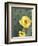 Prickly Pear Cactus Flower, Saguaro National Park, Arizona, USA-Jamie & Judy Wild-Framed Photographic Print