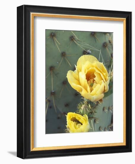 Prickly Pear Cactus Flower, Saguaro National Park, Arizona, USA-Jamie & Judy Wild-Framed Photographic Print