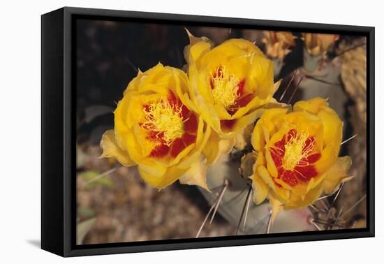 Prickly Pear Cactus Flower-DLILLC-Framed Premier Image Canvas