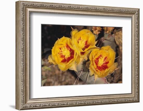 Prickly Pear Cactus Flower-DLILLC-Framed Photographic Print