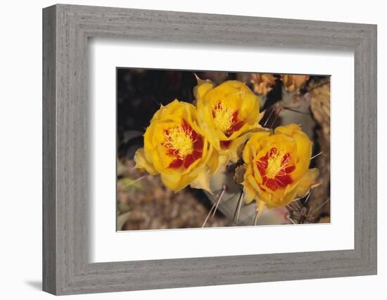 Prickly Pear Cactus Flower-DLILLC-Framed Photographic Print