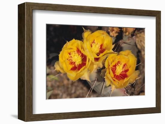 Prickly Pear Cactus Flower-DLILLC-Framed Photographic Print