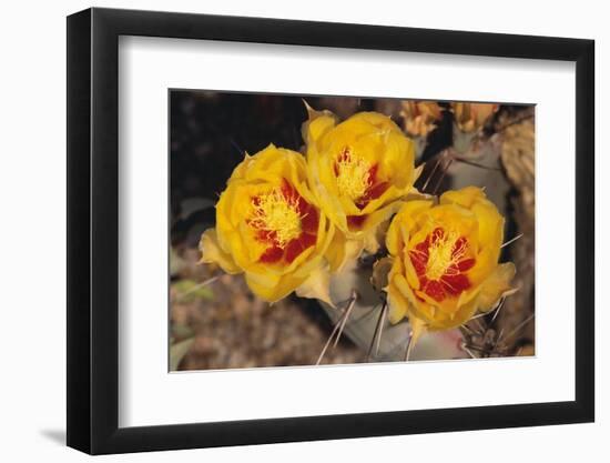 Prickly Pear Cactus Flower-DLILLC-Framed Photographic Print