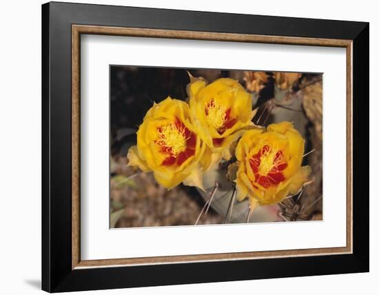 Prickly Pear Cactus Flower-DLILLC-Framed Photographic Print